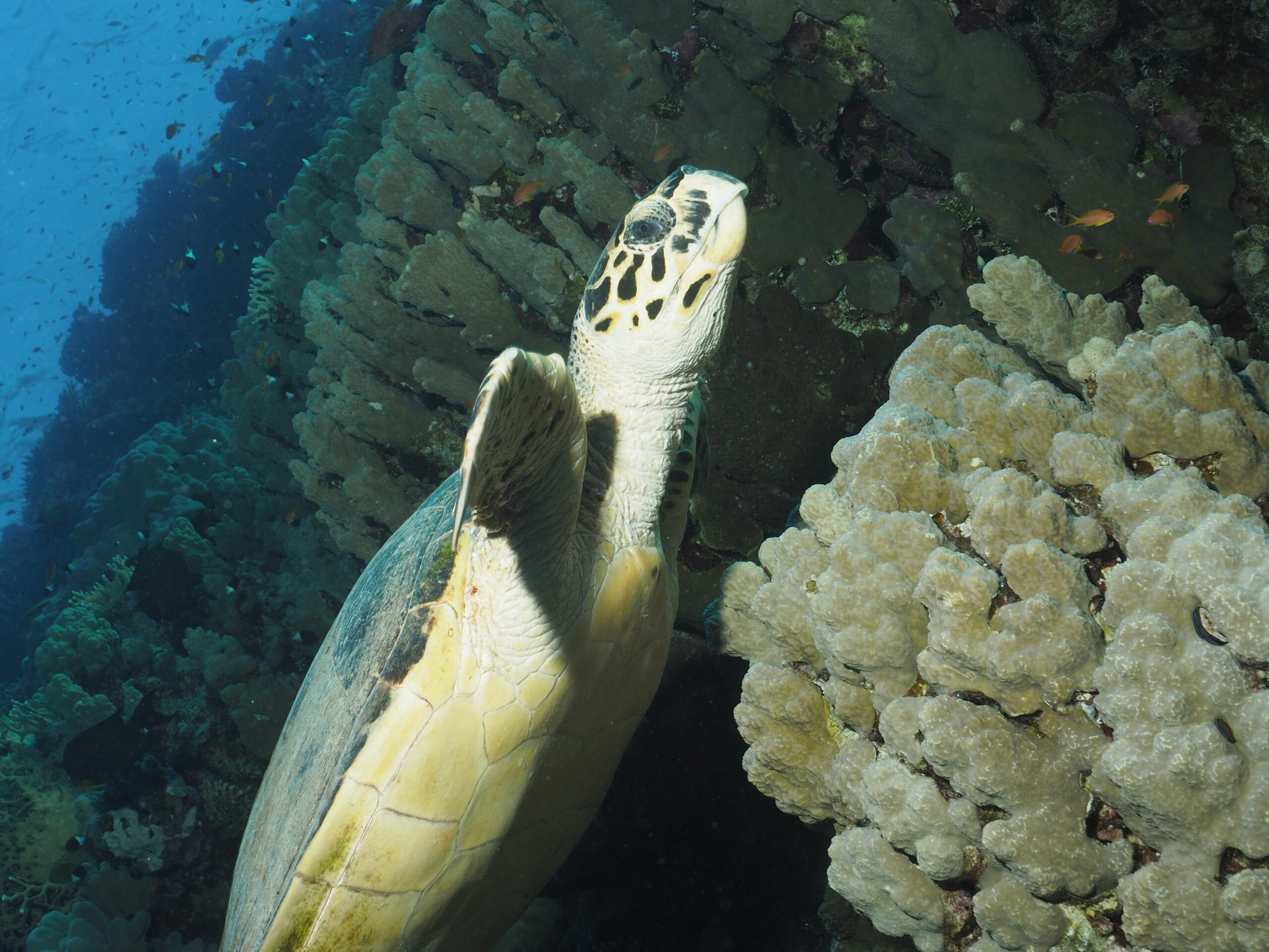 Ausflug ab Marsa Alam - Schwimmen mit Delfinen und Schnorcheln am Sataya Riff