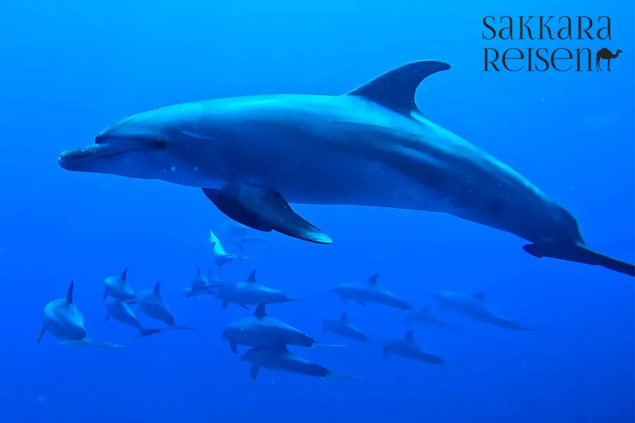 Ausflug ab Marsa Alam - Schwimmen mit Delfinen am Delfin-Haus Shaab Samadai