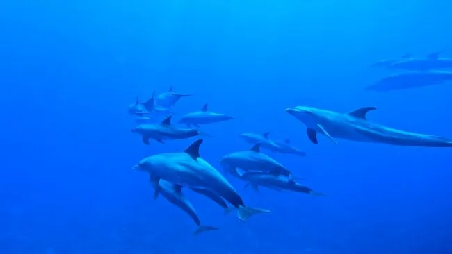 Ausflug ab Marsa Alam – Schwimmen mit Delfinen am Delfin-Haus Shaab Samadai (2) Ausflug ab Marsa Alam - Schwimmen mit Delfinen am Delfin-Haus Shaab Samadai