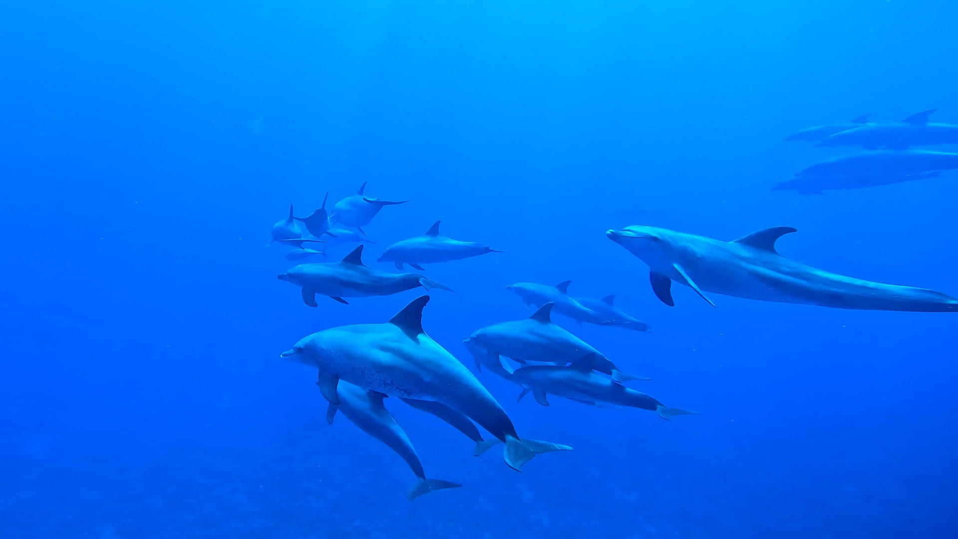 Ausflug ab Marsa Alam - Schwimmen mit Delfinen am Delfin-Haus Shaab Samadai