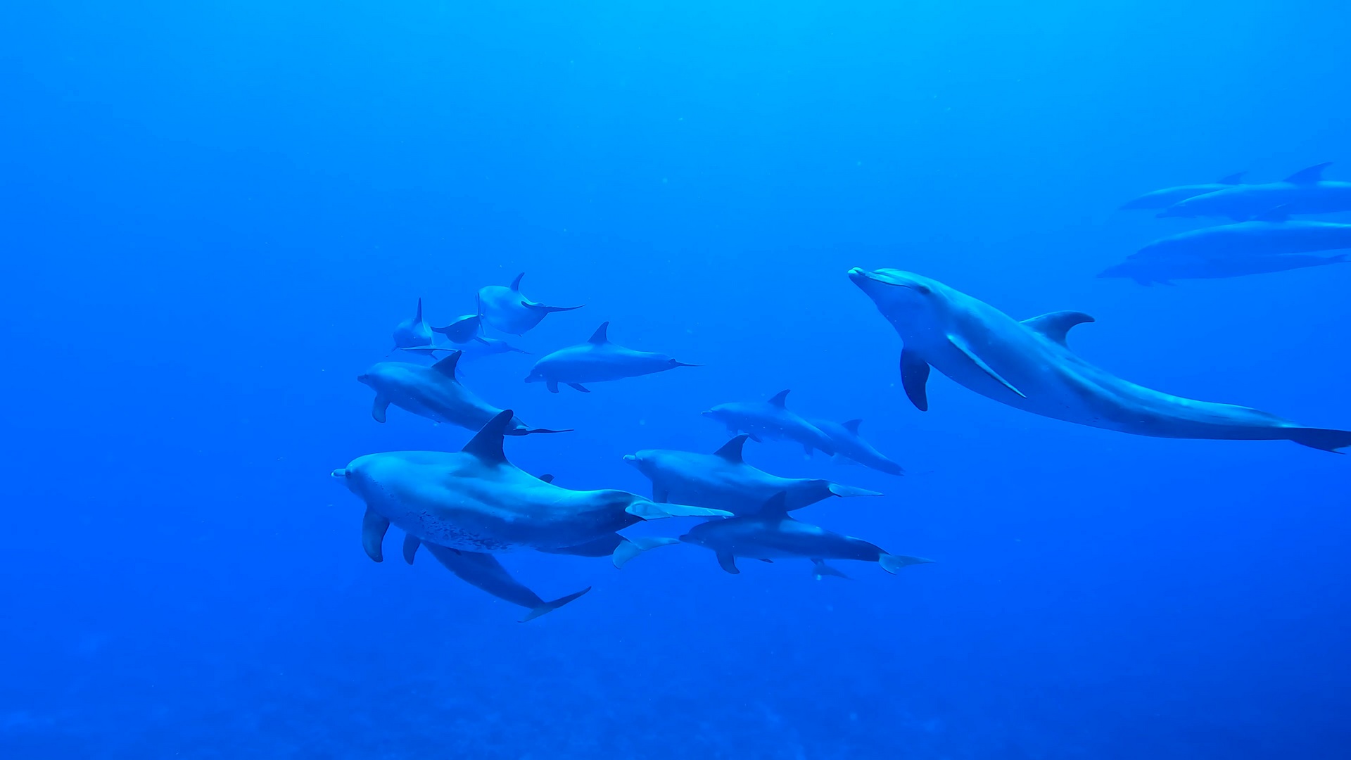 Ausflug ab Marsa Alam - Schwimmen mit Delfinen am Delfin-Haus Shaab Samadai