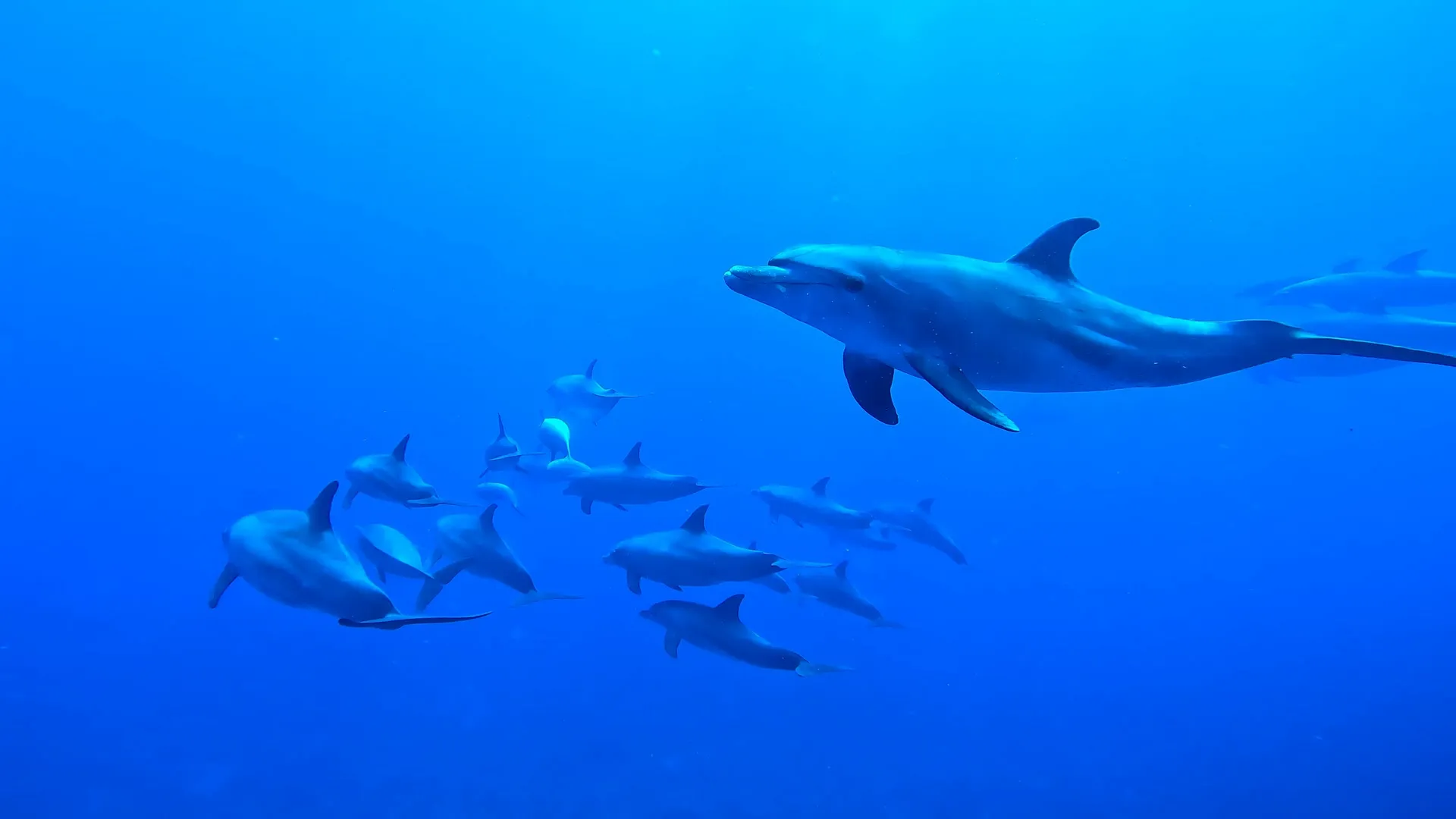 Ausflug ab Marsa Alam - Schwimmen mit Delfinen am Delfin-Haus Shaab Samadai