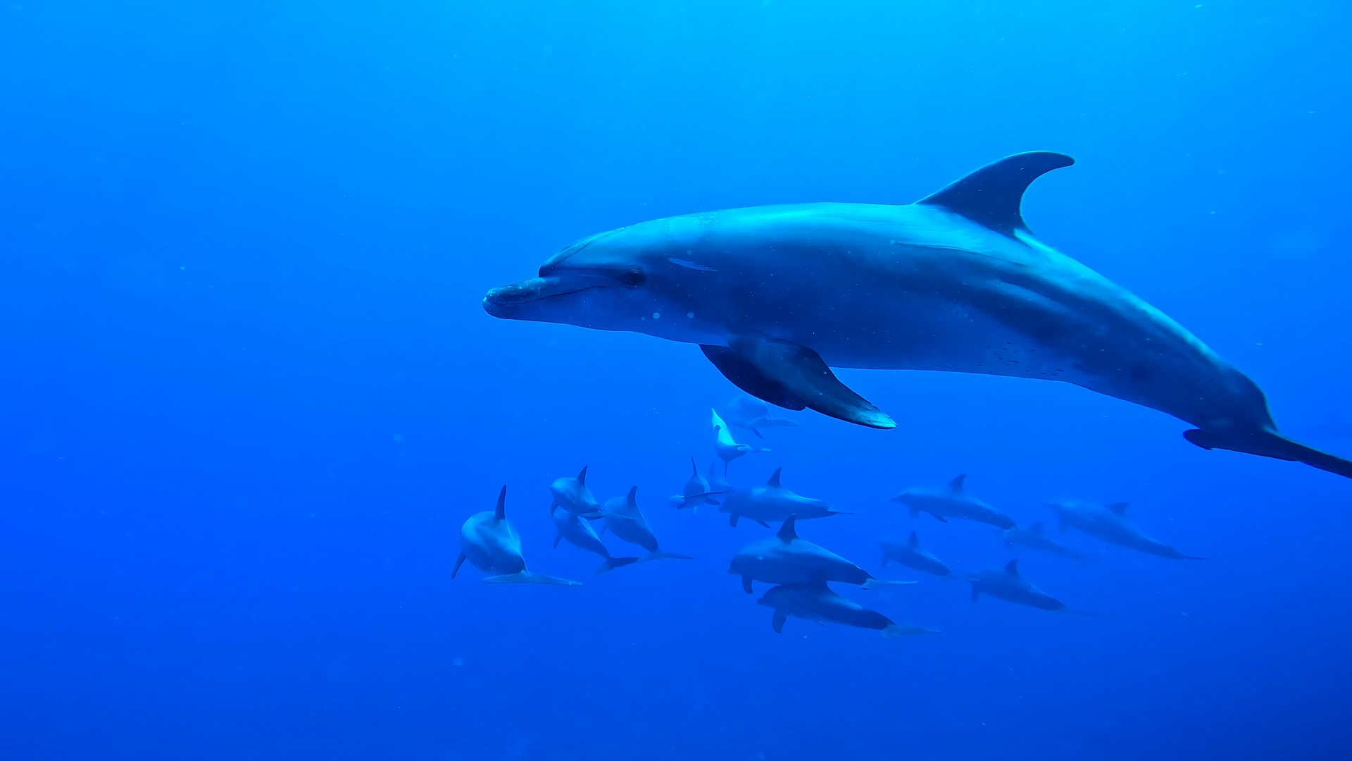 Ausflug ab Marsa Alam - Schwimmen mit Delfinen am Delfin-Haus Shaab Samadai