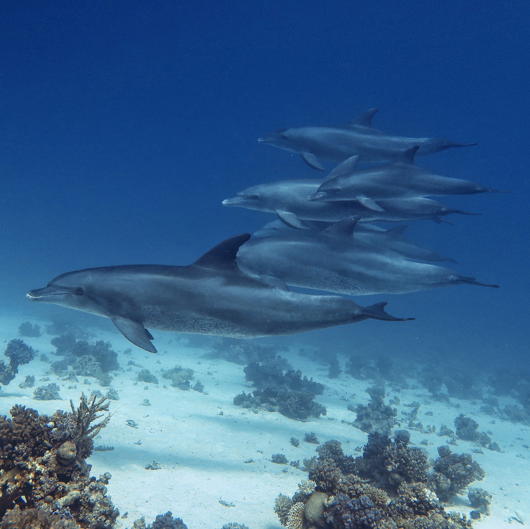 Ausflug ab Marsa Alam - Schwimmen mit Delfinen am Delfin-Haus Shaab Samadai