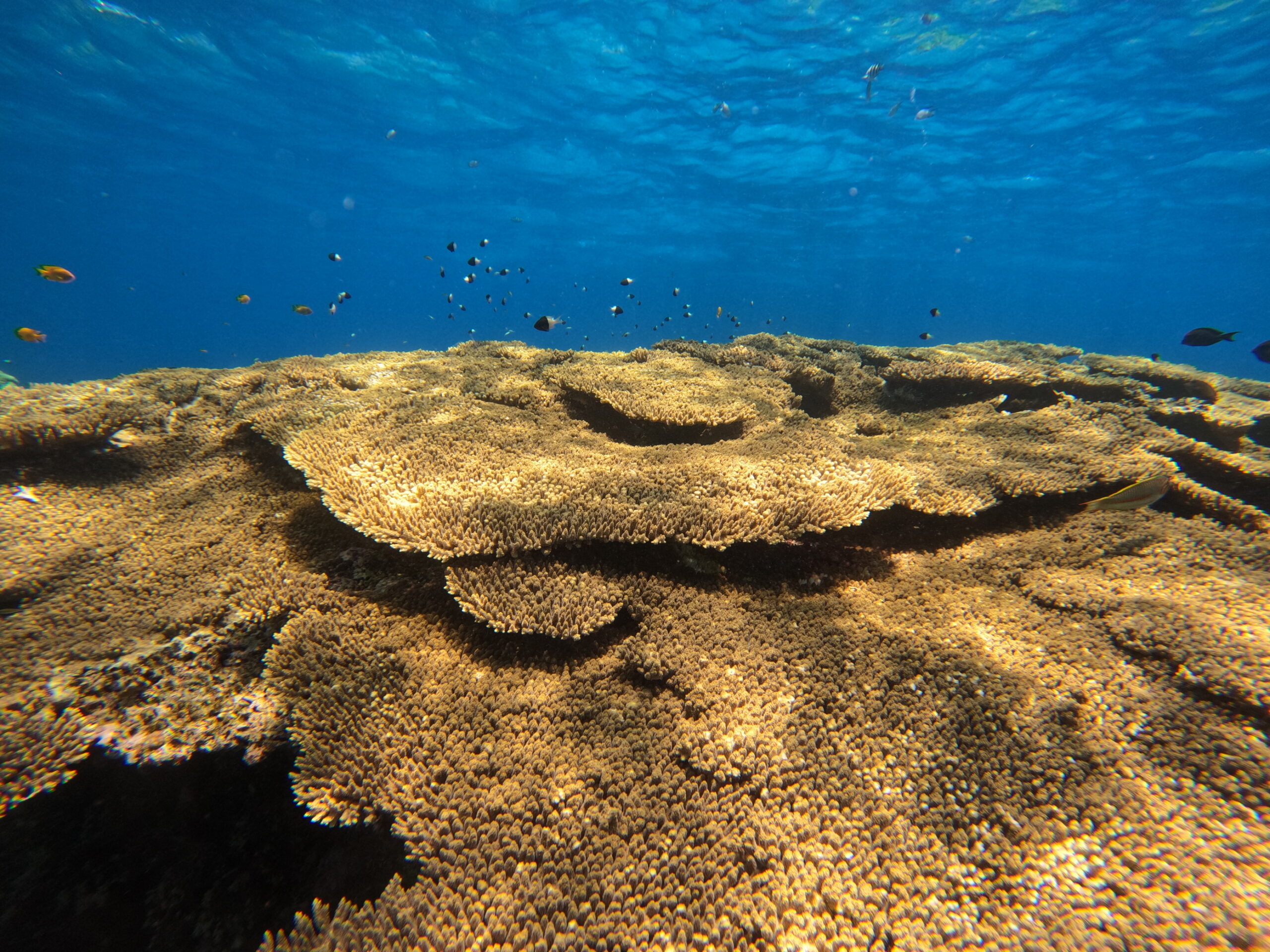 Ausflug ab Marsa Alam - Schwimmen mit Delfinen am Delfin-Haus Shaab Samadai