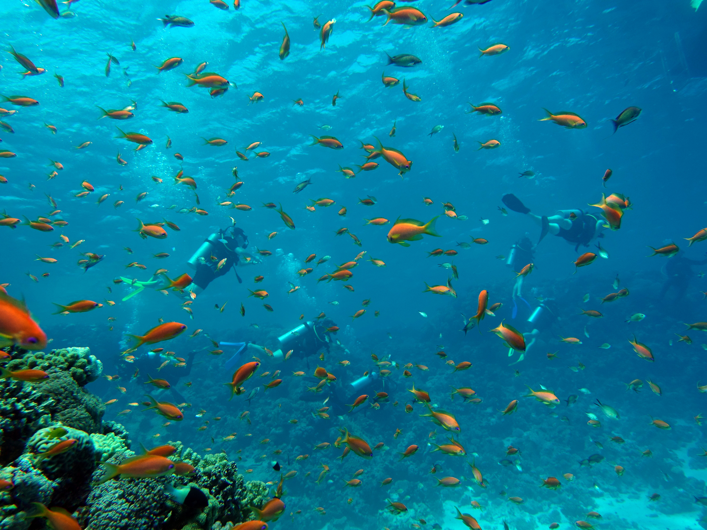 Ausflug ab Marsa Alam - Schwimmen mit Delfinen am Delfin-Haus Shaab Samadai