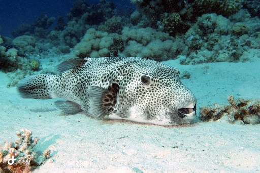 Ausflug ab Marsa Alam - Schwimmen mit Delfinen und Schnorcheln am Sataya Riff