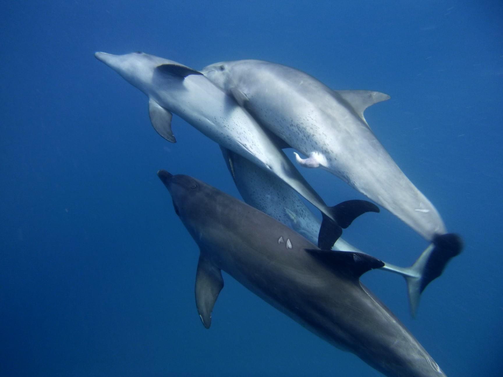 Ausflug ab Marsa Alam - Schwimmen mit Delfinen und Schnorcheln am Sataya Riff