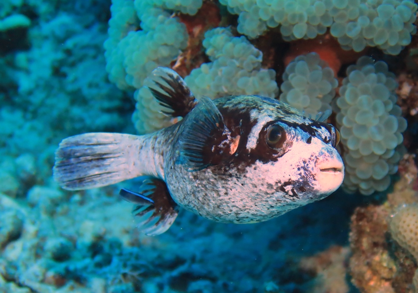 Nefertari Halb-U-Boot mit Abendessen Ausflug ab Marsa Alam