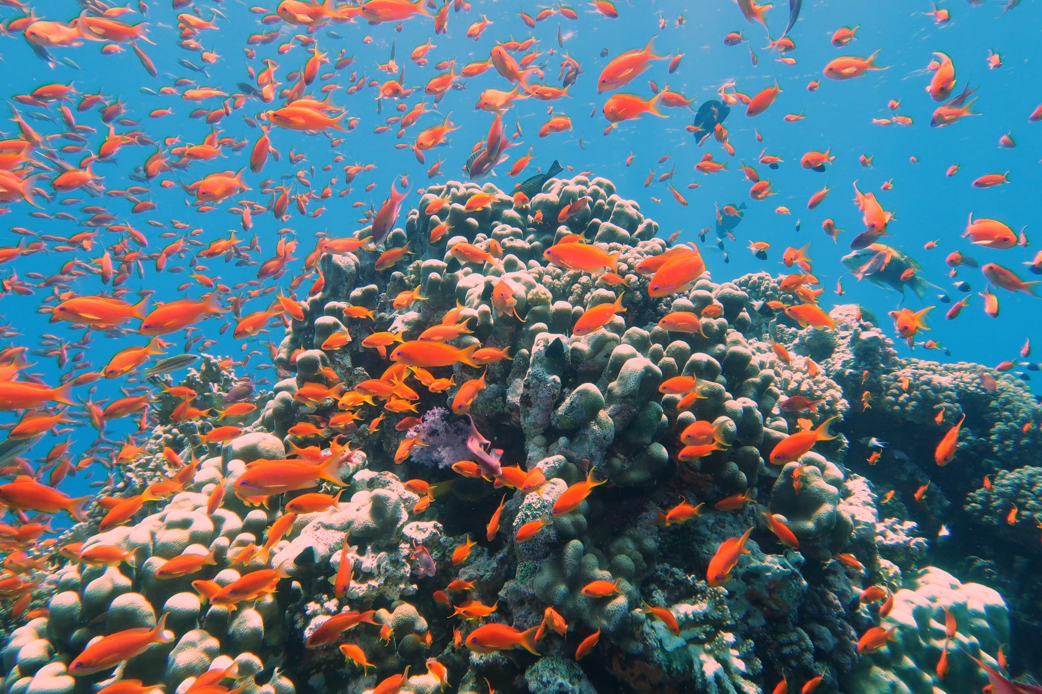 Nefertari Halb-U-Boot mit Abendessen Ausflug ab Marsa Alam