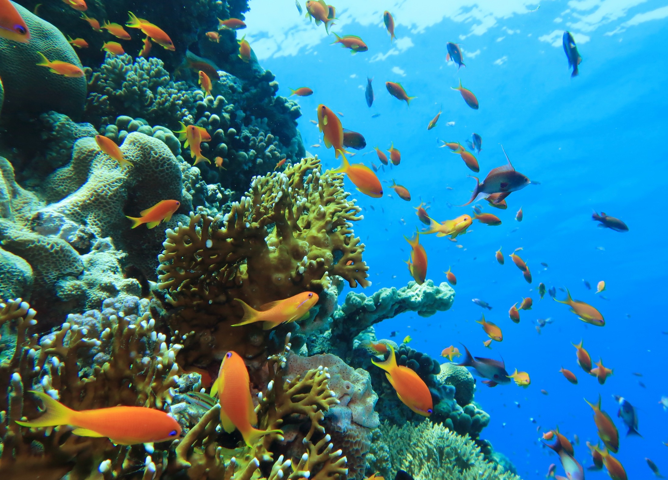 Nefertari Halb-U-Boot mit Abendessen Ausflug ab Marsa Alam