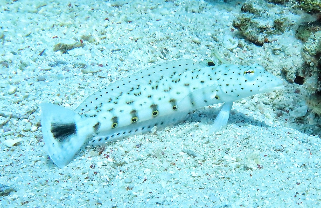 Nefertari Halb-U-Boot mit Abendessen Ausflug ab Marsa Alam