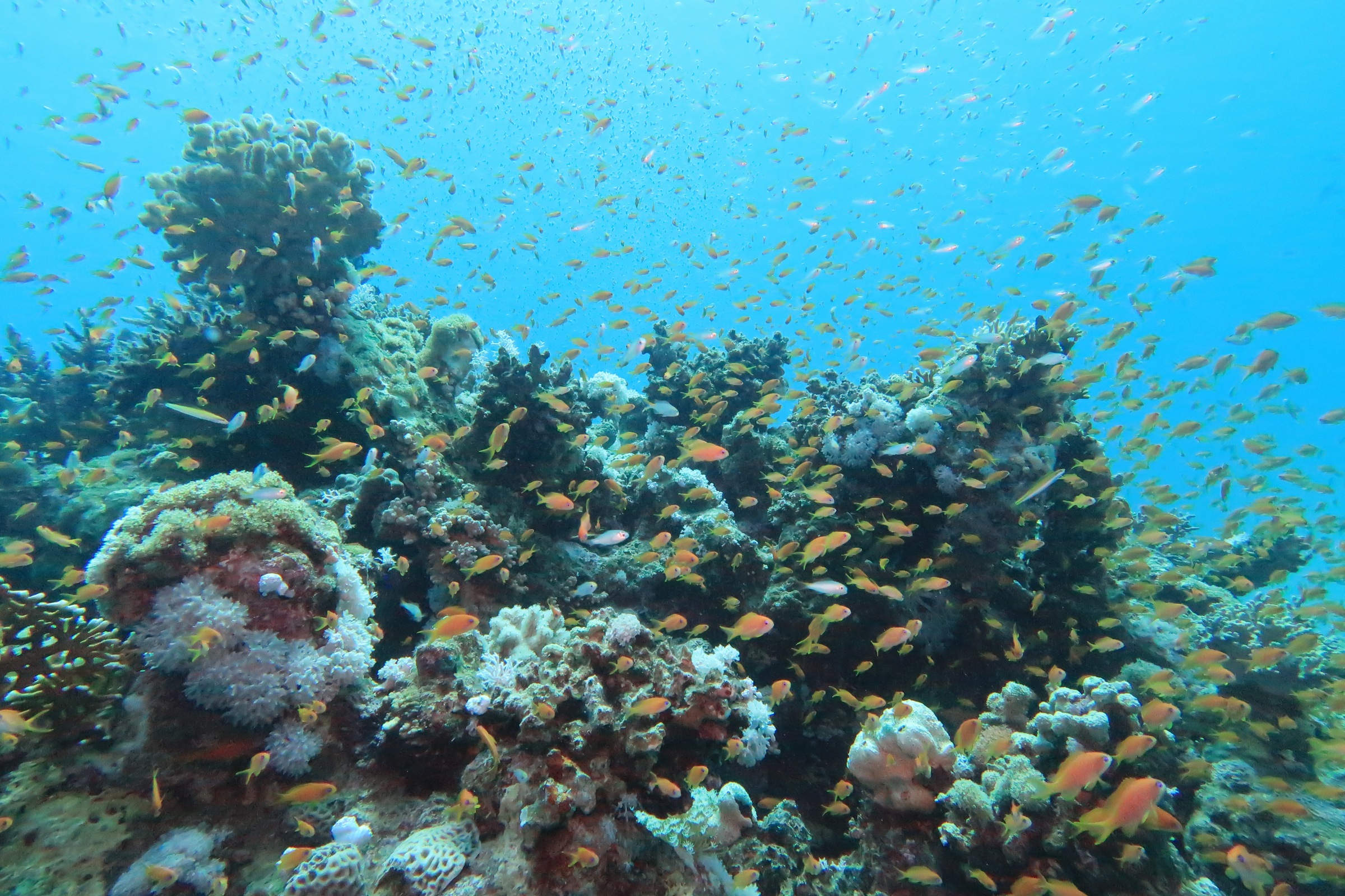 Nefertari Halb-U-Boot mit Abendessen Ausflug ab Marsa Alam