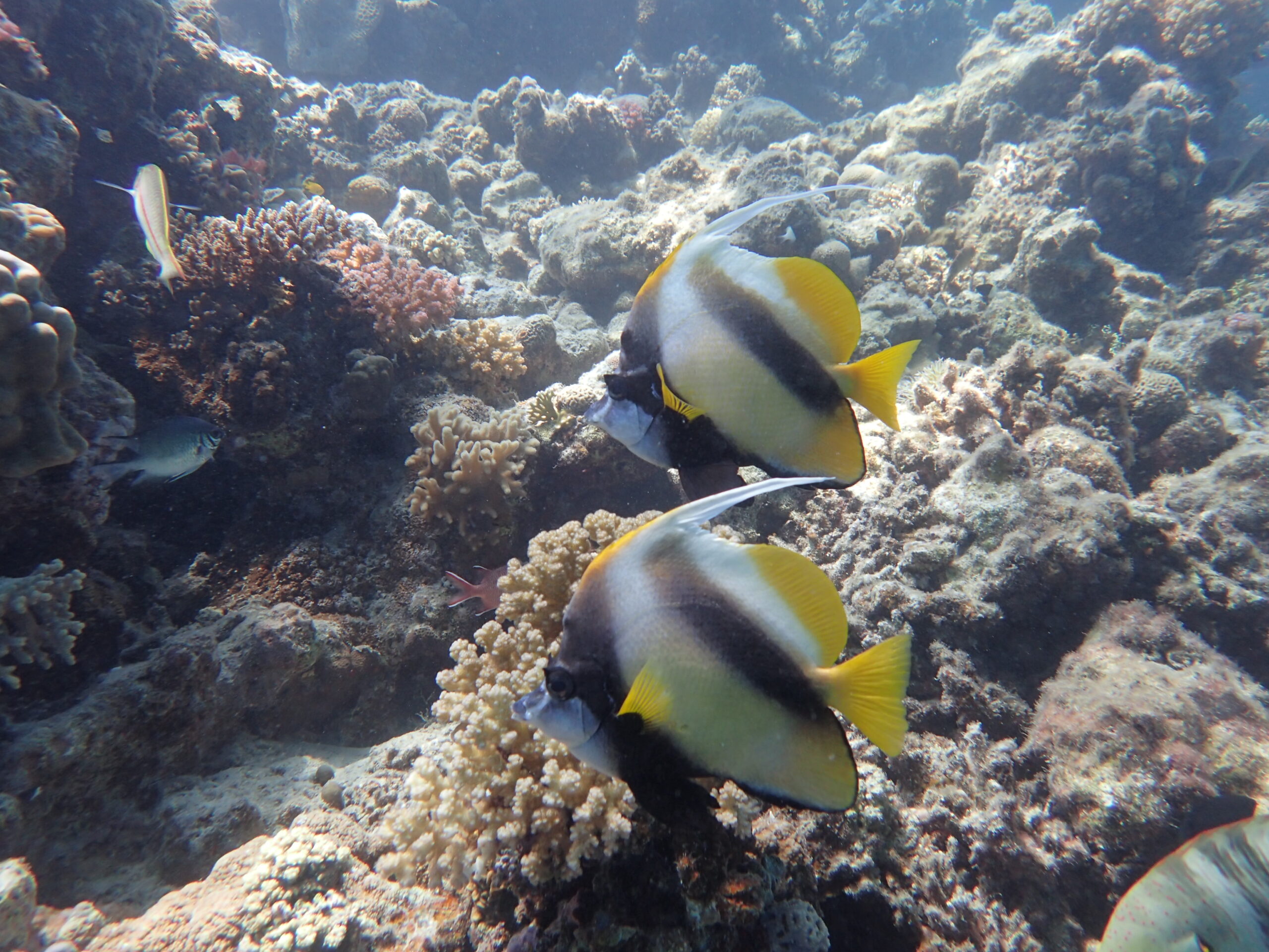 Ausflug ab Marsa Alam - Schwimmen mit Delfinen und Schnorcheln am Sataya Riff