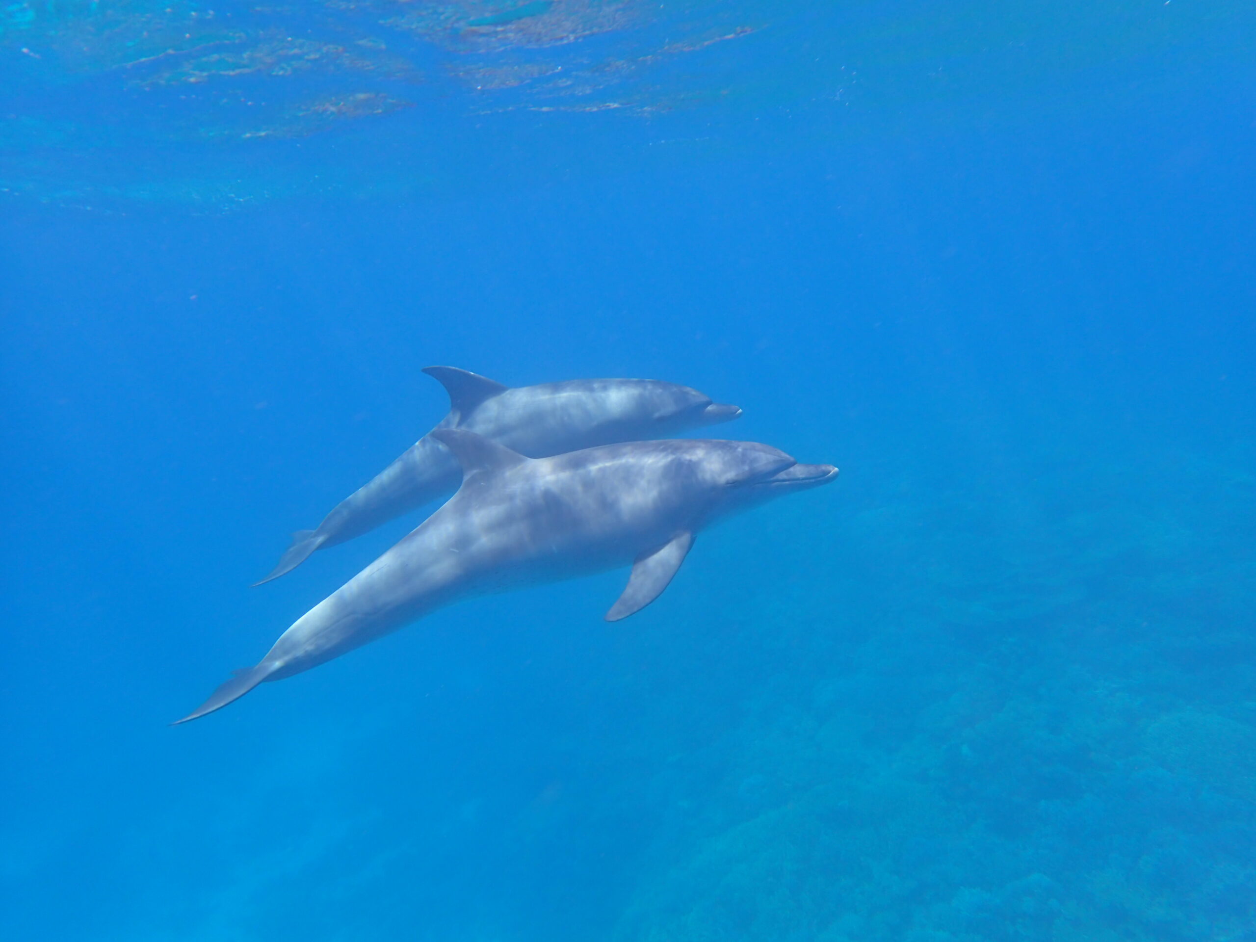 Ausflug ab Marsa Alam - Schwimmen mit Delfinen und Schnorcheln am Sataya Riff