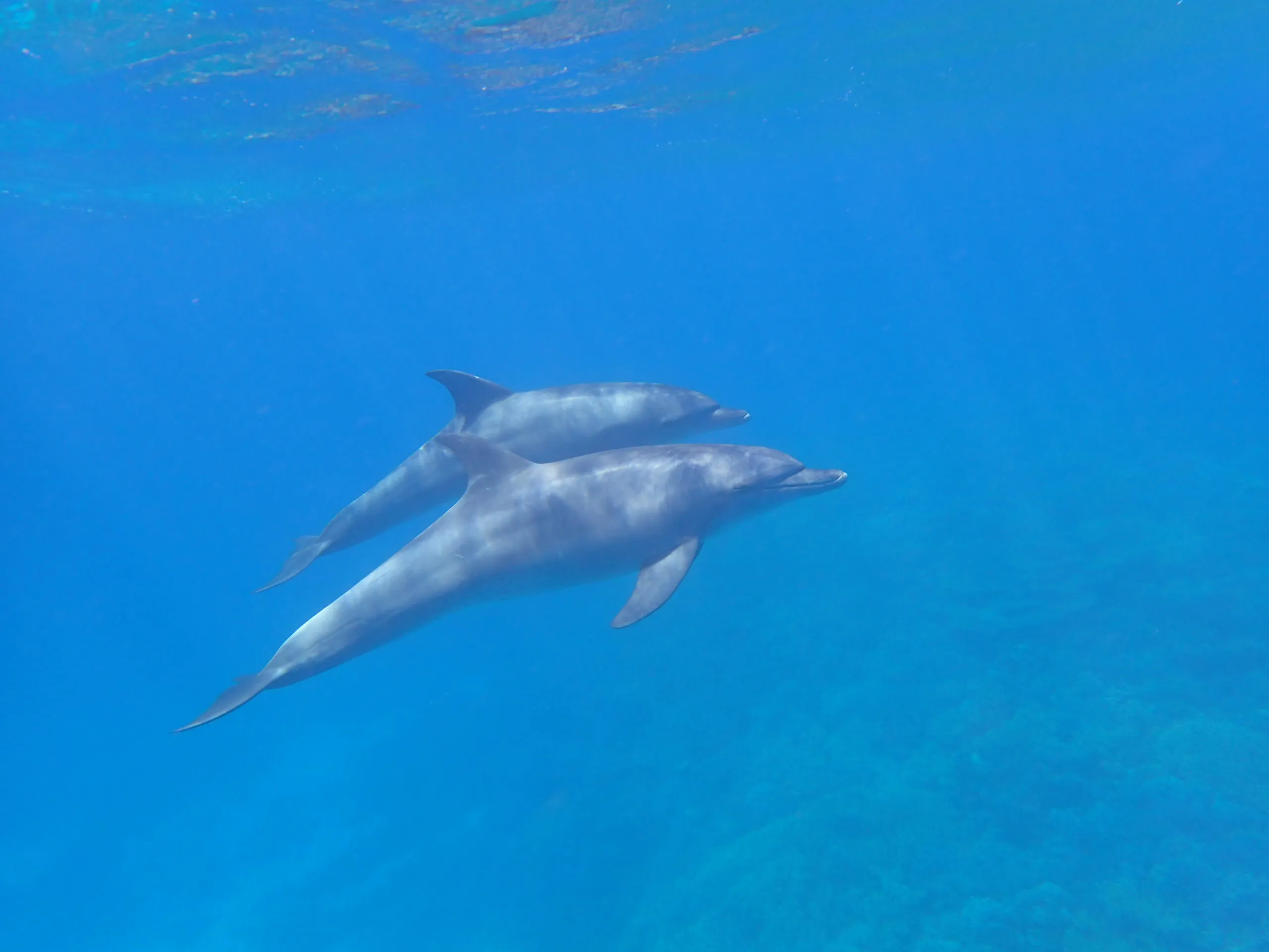 Ausflug ab Marsa Alam - Schwimmen mit Delfinen und Schnorcheln am Sataya Riff