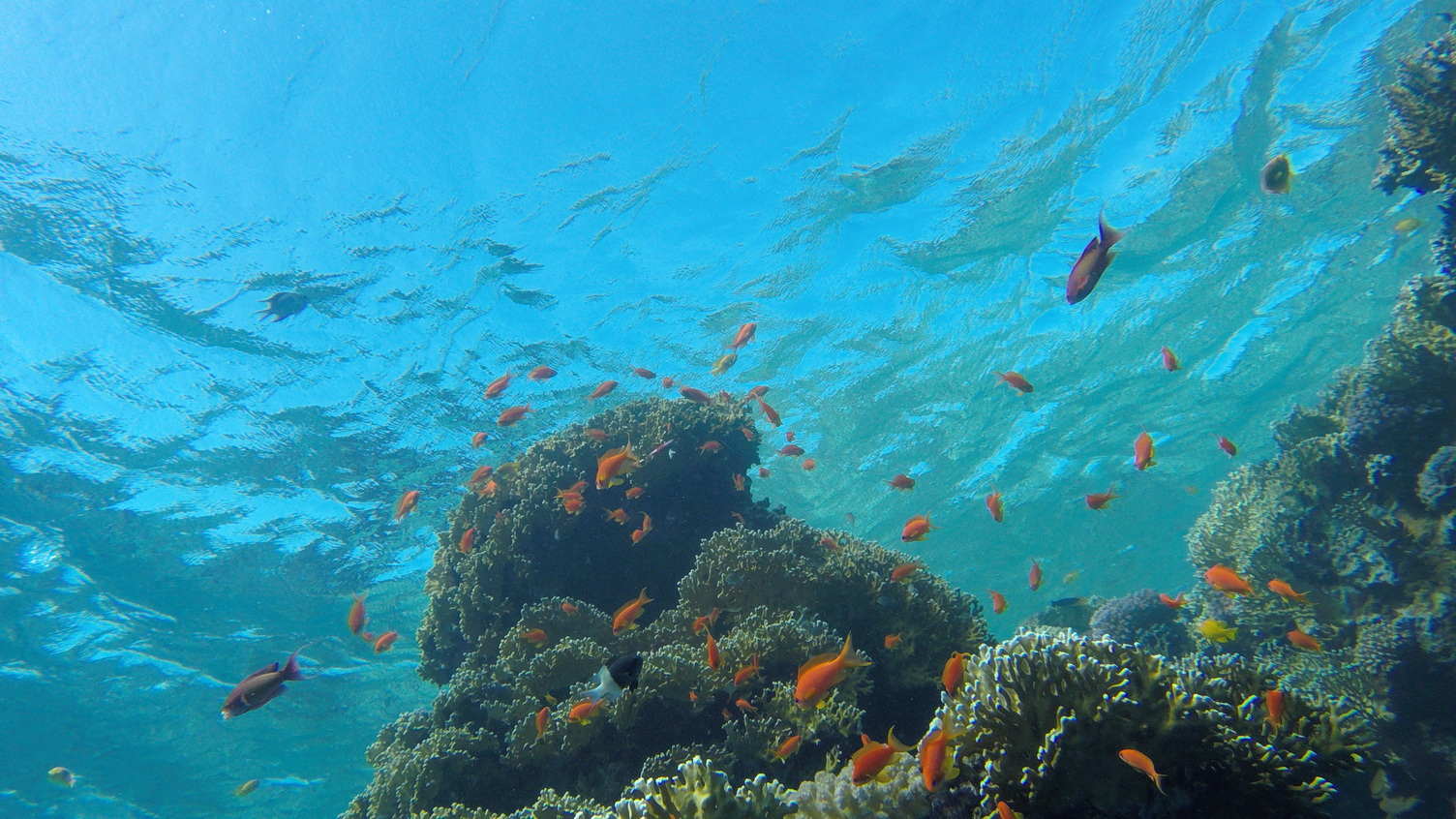 Schnorcheln im Naturschutzgebiet von Sharm el Naga – Ausflug ab Hurghada