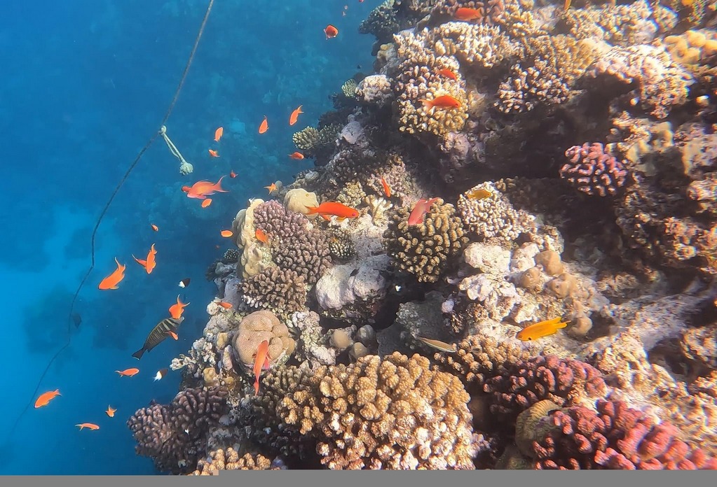 Schnorcheln im Naturschutzgebiet von Sharm el Naga – Ausflug ab Hurghada