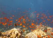 Schnorcheln im Naturschutzgebiet von Sharm el Naga – Ausflug ab Hurghada
