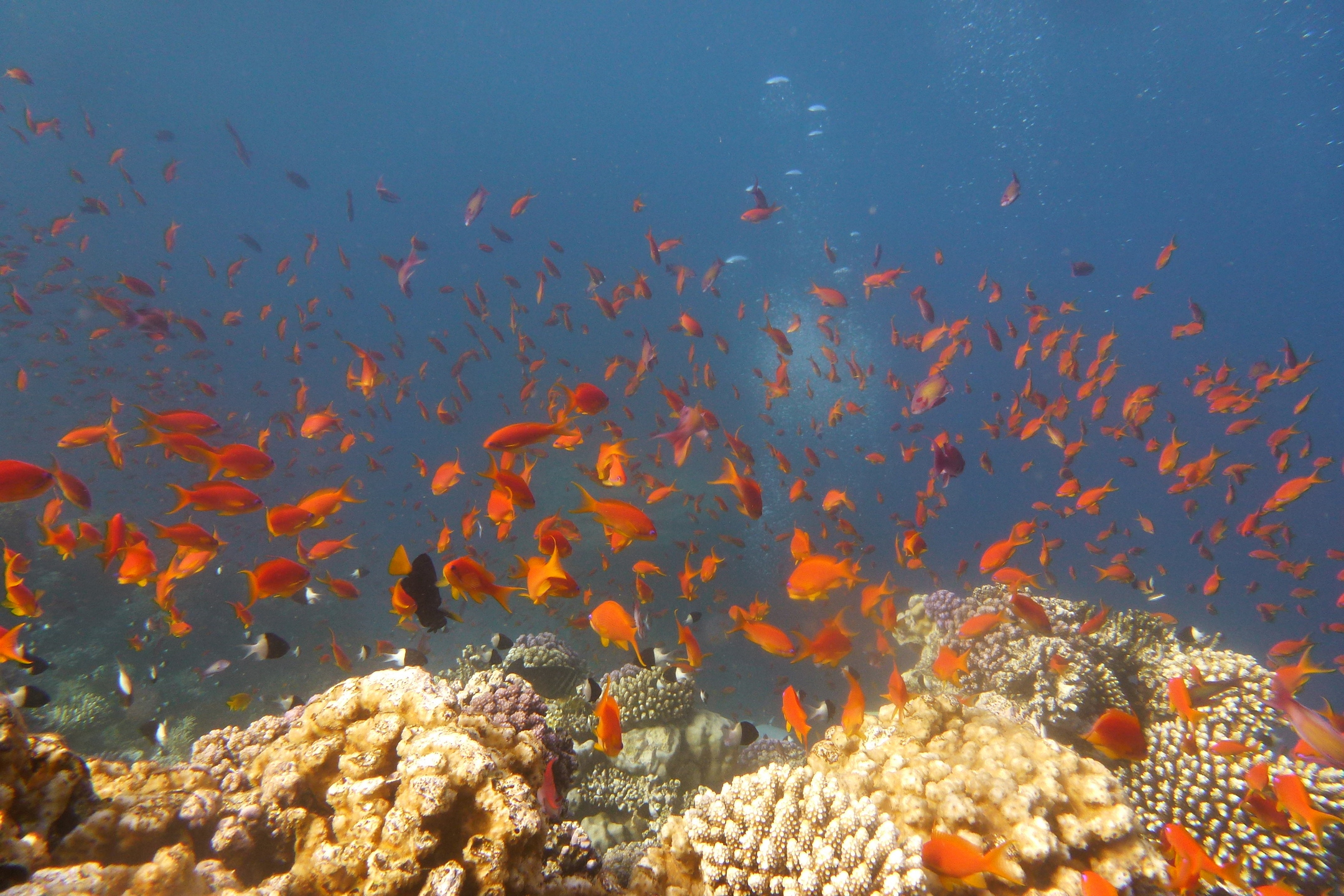 Schnorcheln im Naturschutzgebiet von Sharm el Naga – Ausflug ab Hurghada