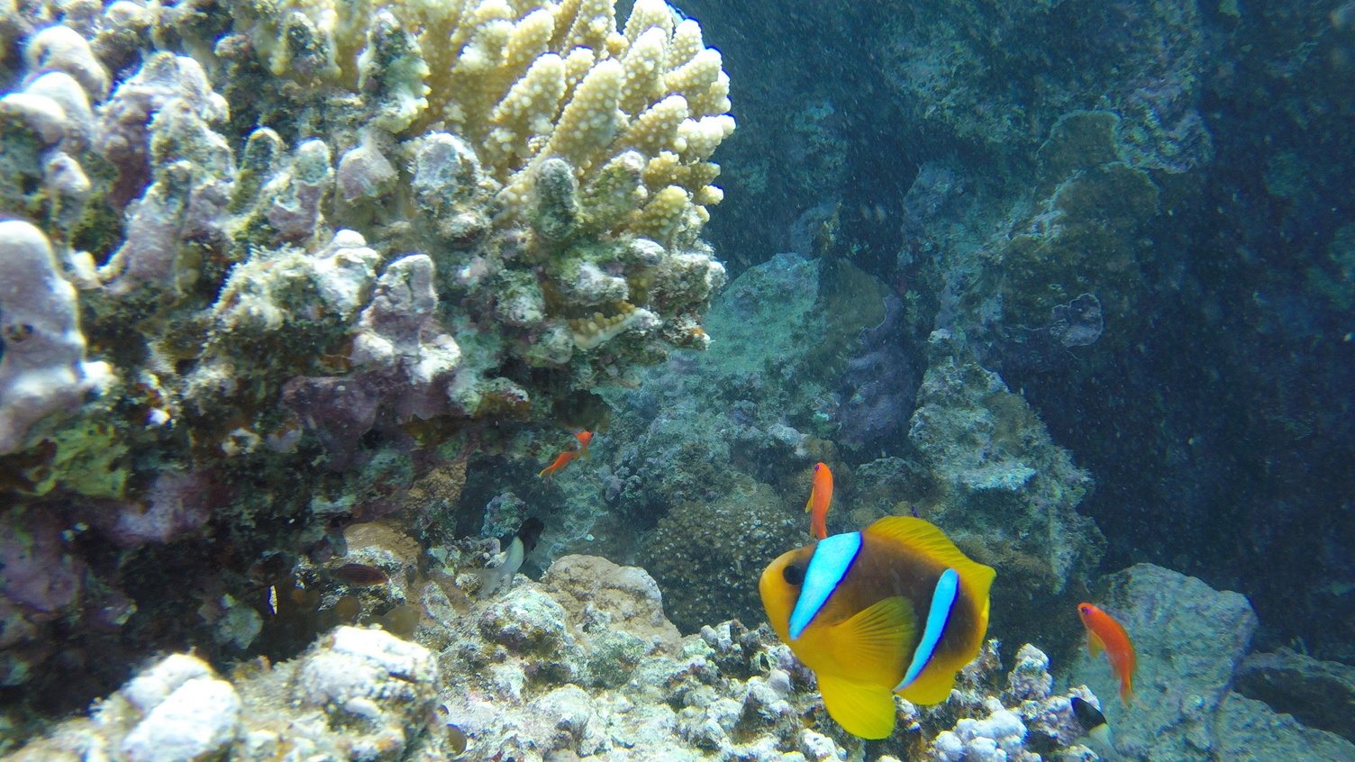 Schnorcheln im Naturschutzgebiet von Sharm el Naga – Ausflug ab Hurghada