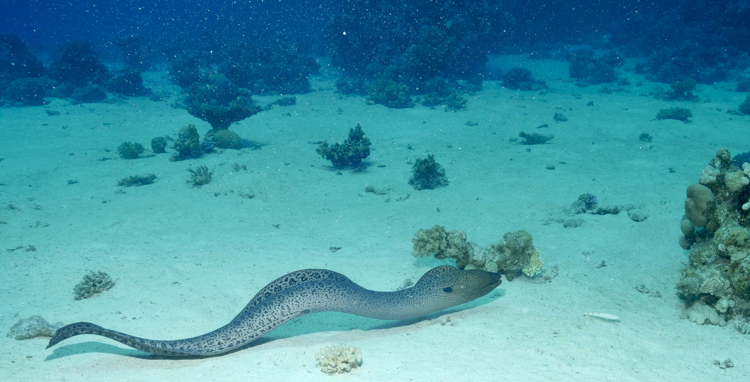 Schnorcheln mit Schildkröten und Dugong in der Marsa Mubarak Bucht -Ausflug ab Marsa Alam