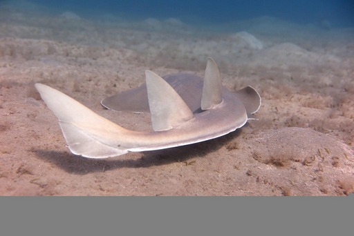 Schnorcheln mit Schildkröten und Dugong in der Marsa Mubarak Bucht -Ausflug ab Marsa Alam