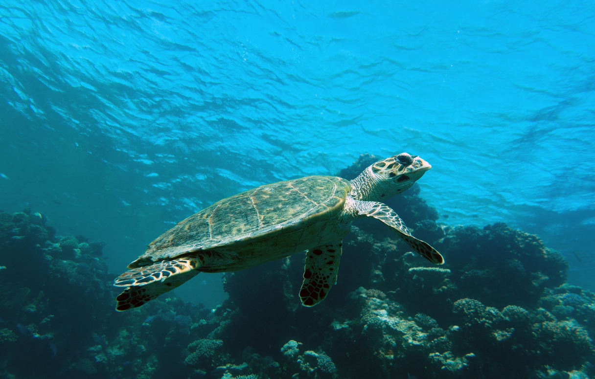 Schnorcheln mit Schildkröten und Dugong in der Marsa Mubarak Bucht -Ausflug ab Marsa Alam