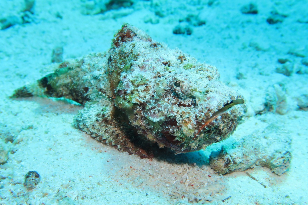 Schwimmen mit Delfinen - Ausflug ab Hurghada