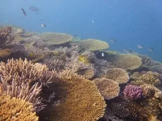 Schwimmen mit Delfinen - Ausflug ab Hurghada (6)