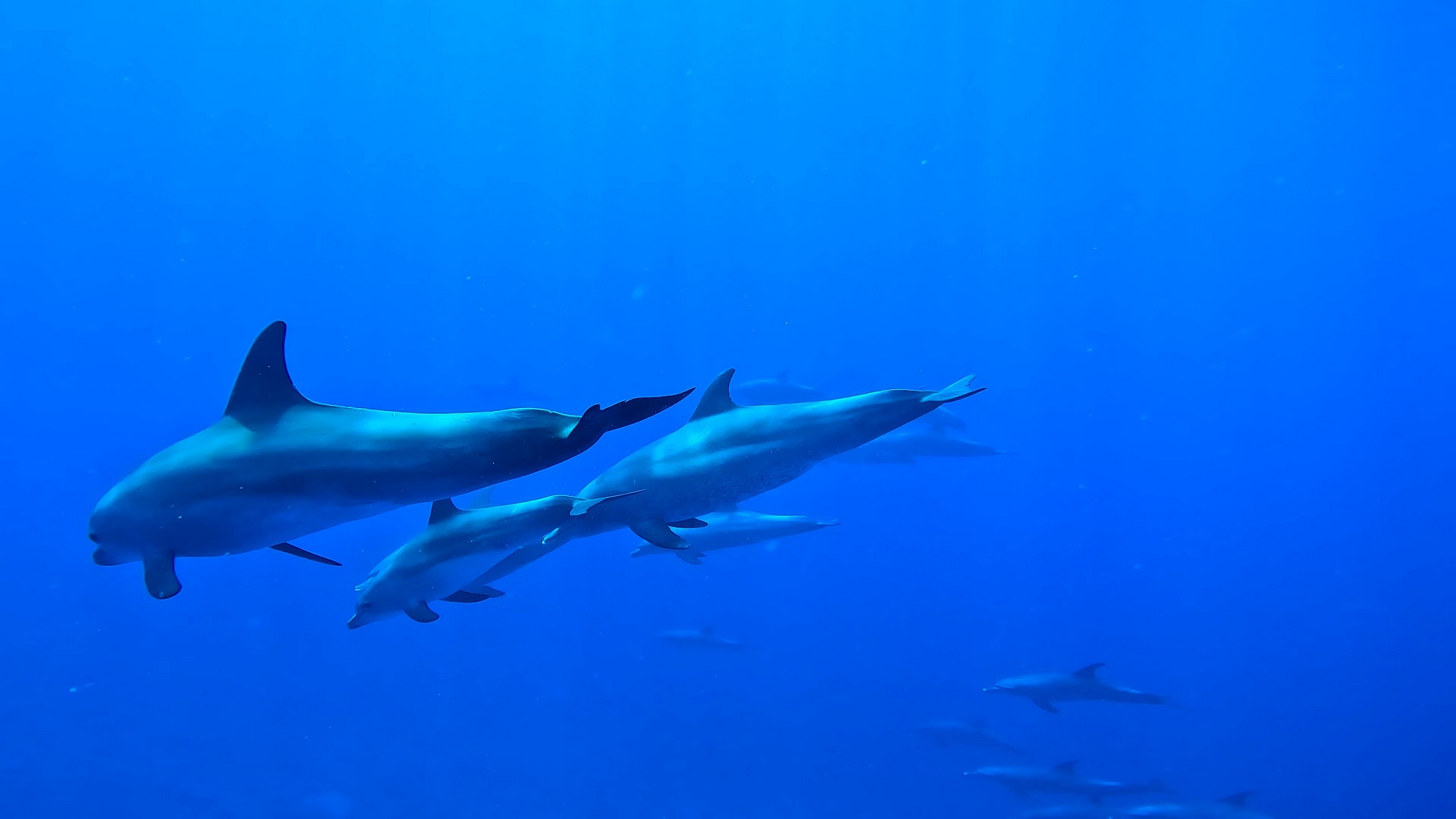 Schwimmen mit Delfinen - Ausflug ab Hurghada