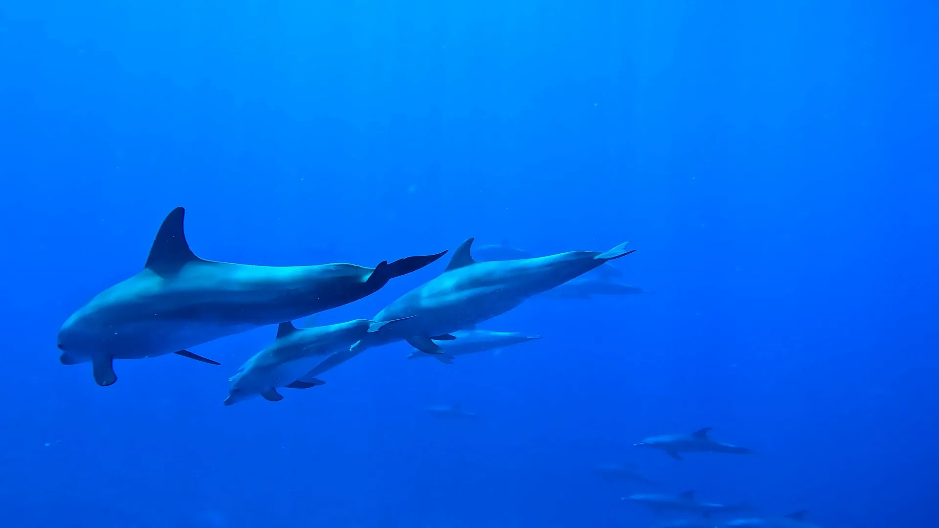 Schwimmen mit Delfinen - Ausflug ab Hurghada