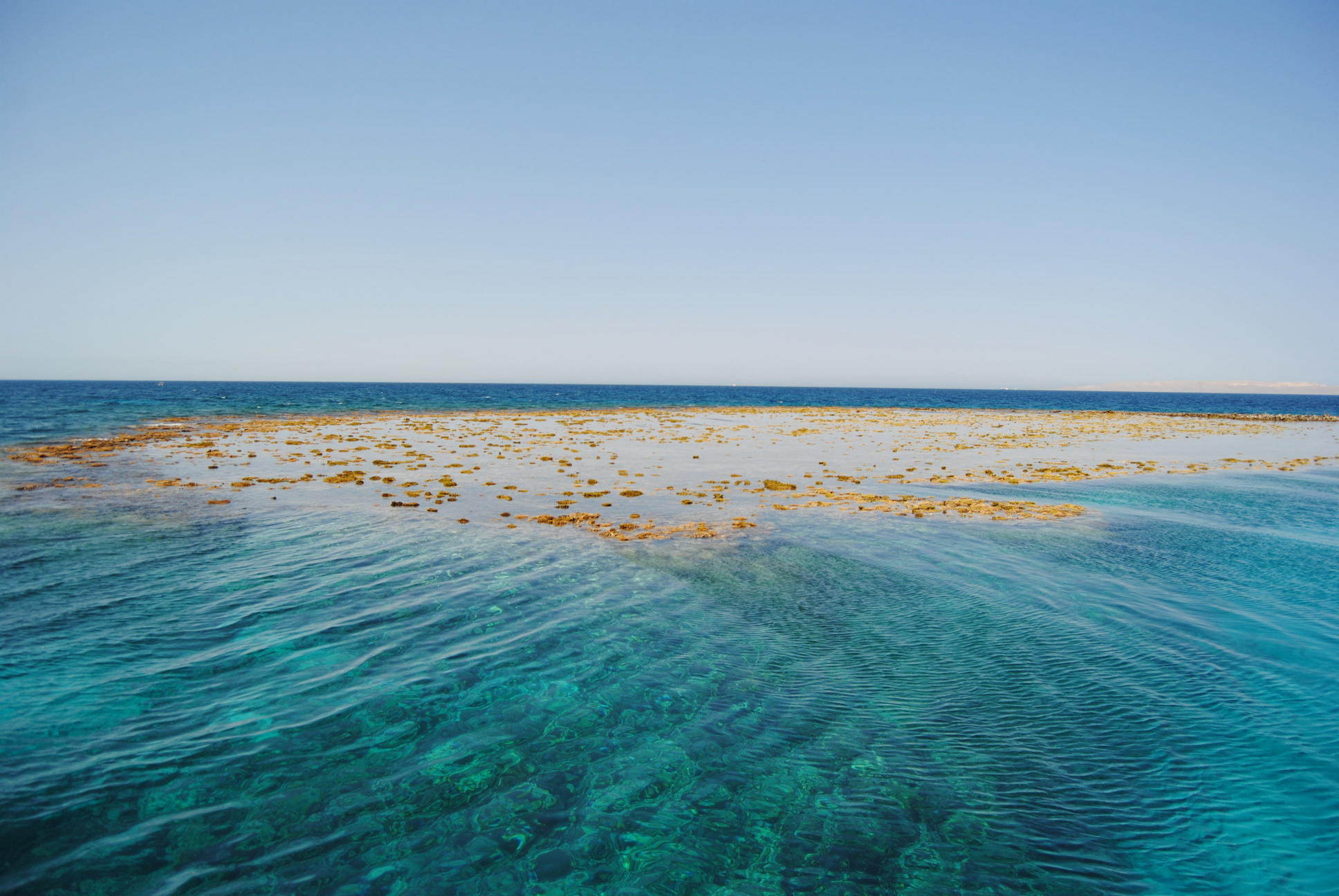 Schwimmen mit Delfinen – privater Ausflug ab Hurghada