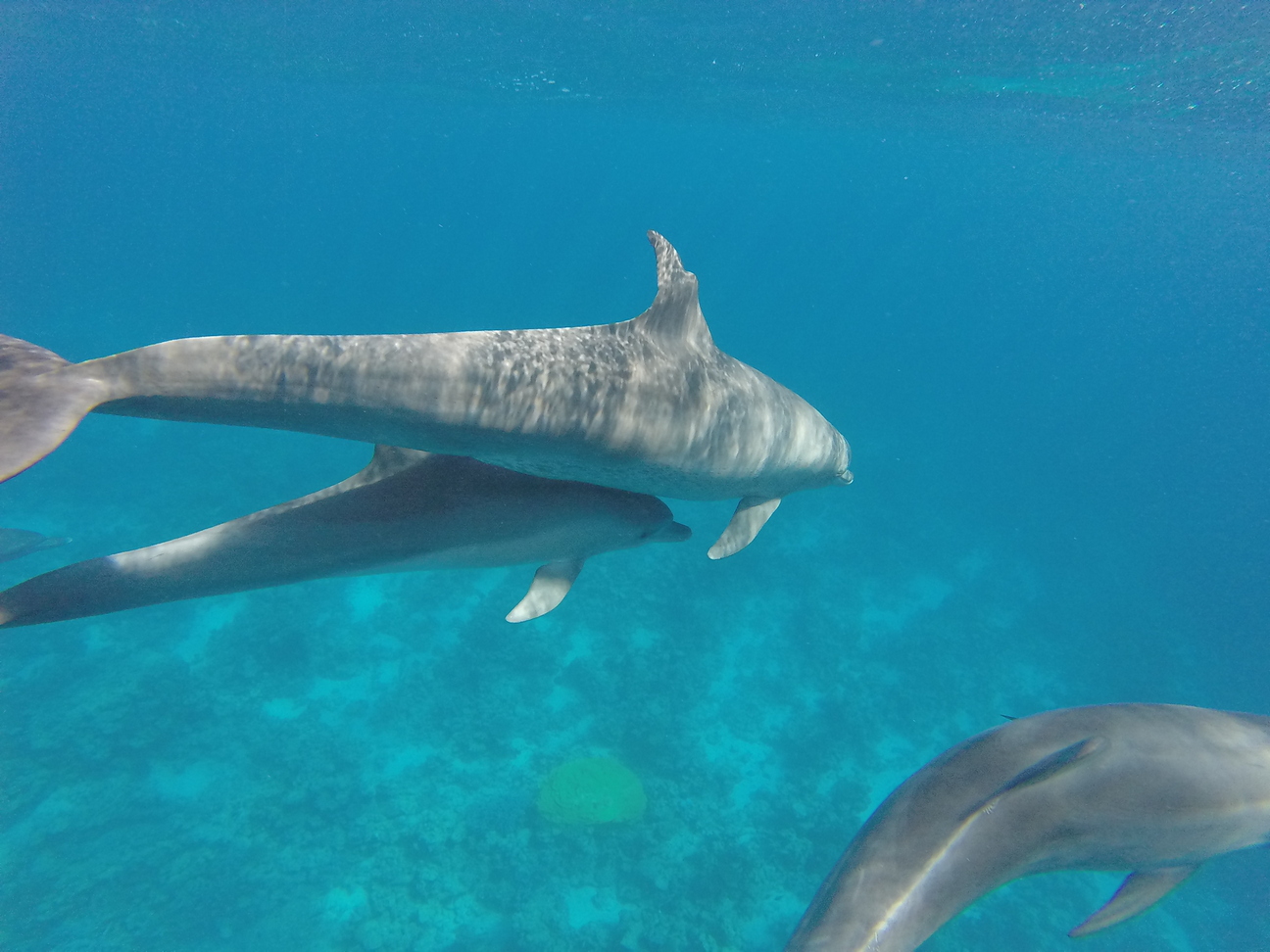 Schwimmen mit Delfinen – privater Ausflug ab Hurghada