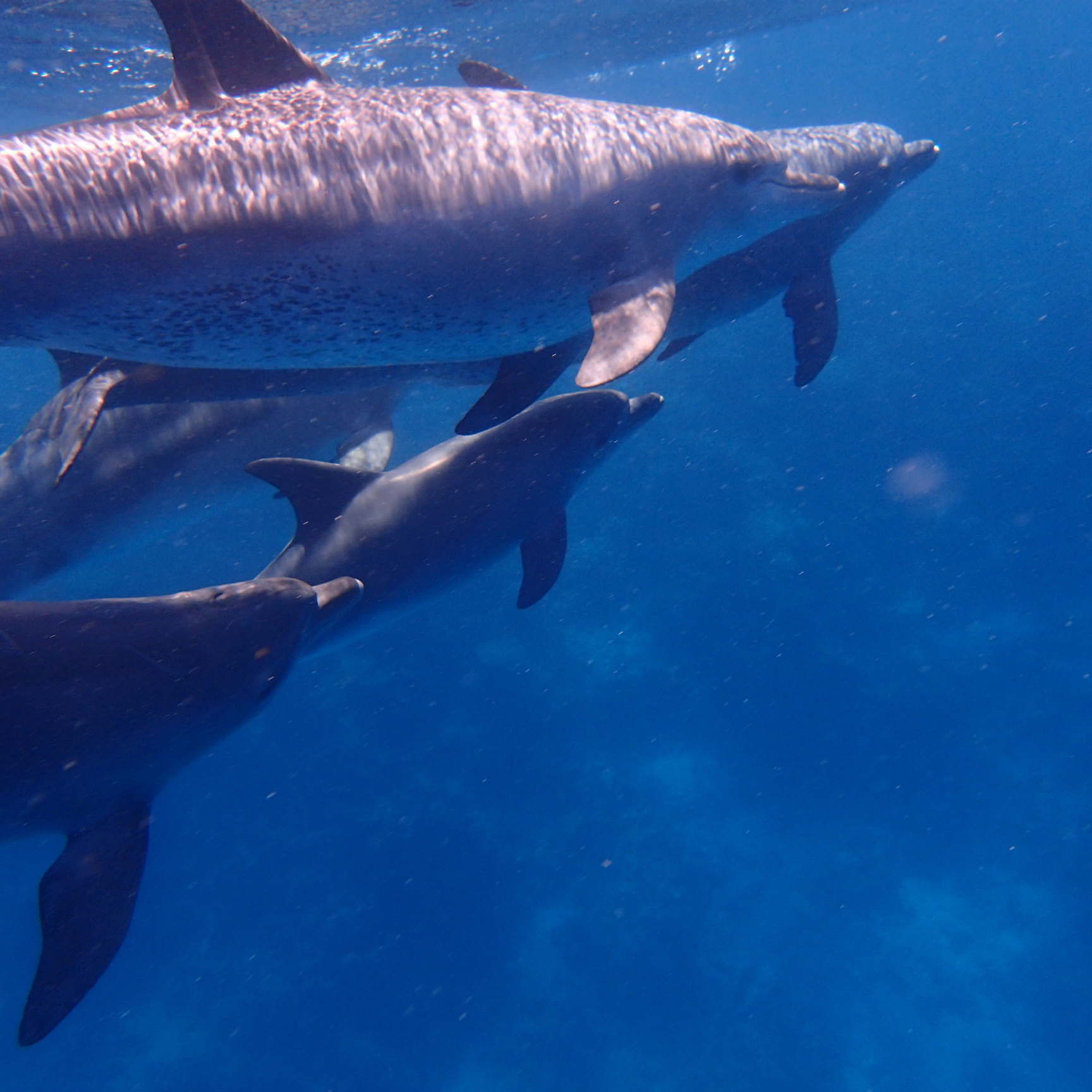 Schwimmen mit Delfinen – privater Ausflug ab Hurghada