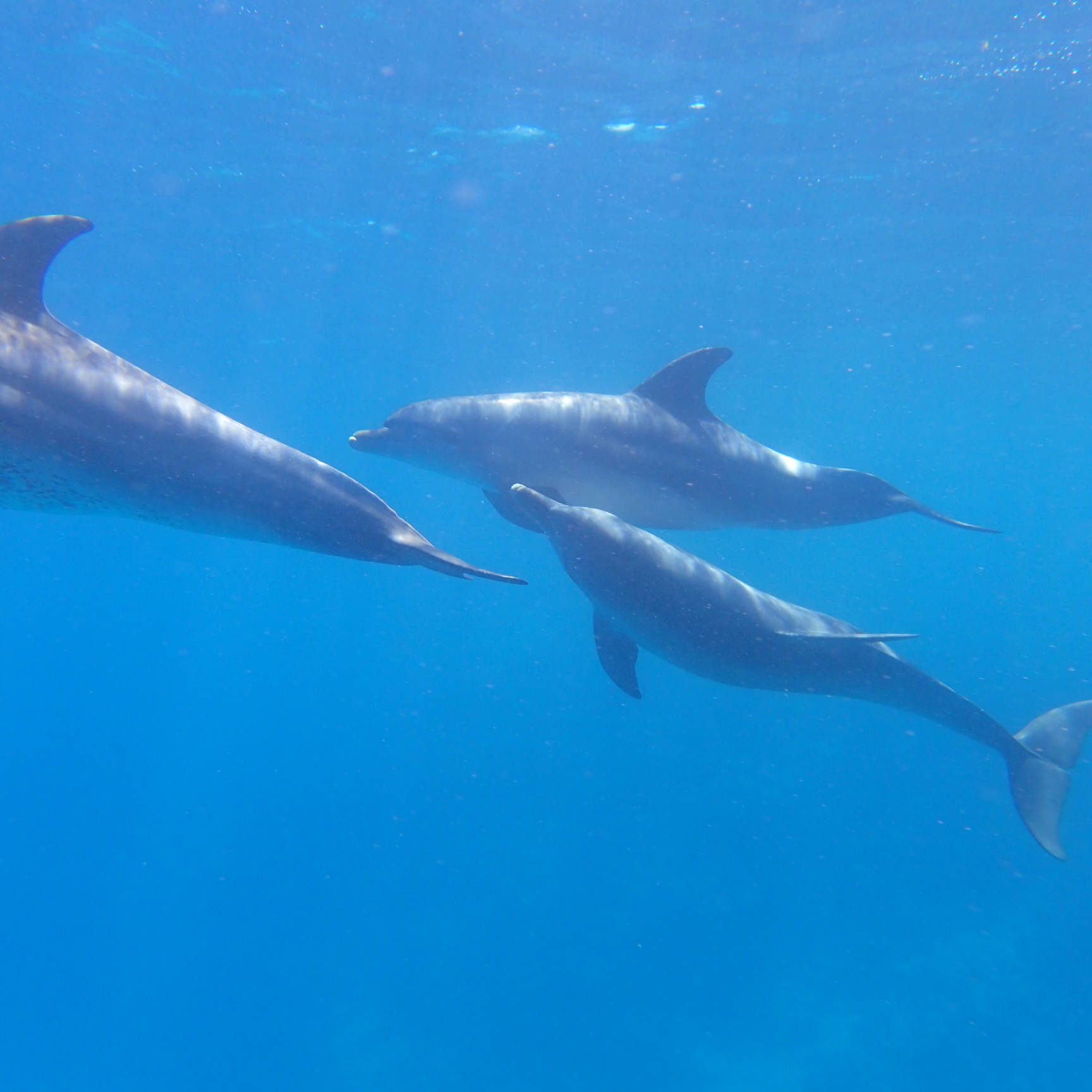 Schwimmen mit Delfinen – privater Ausflug ab Hurghada