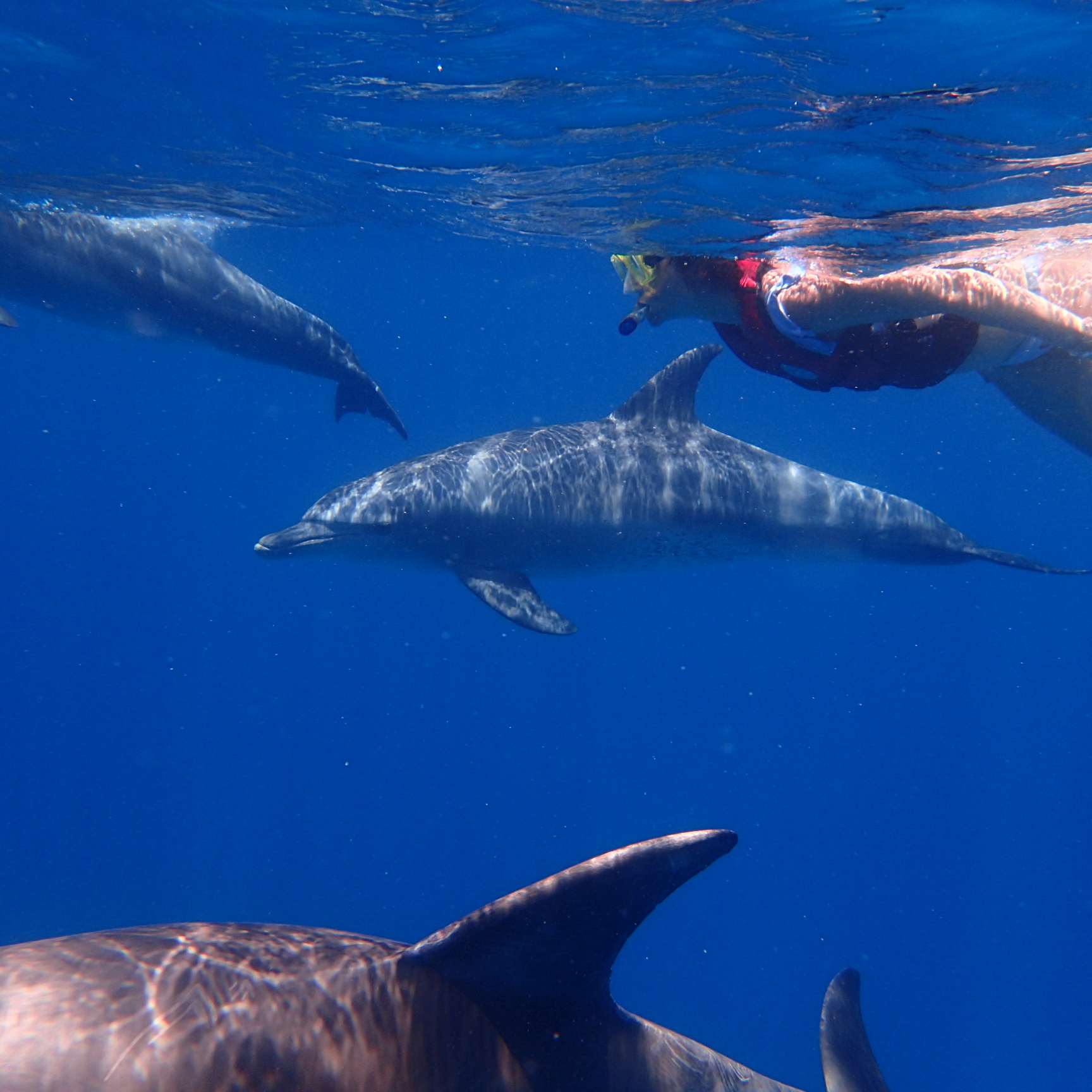 Schwimmen mit Delfinen – privater Ausflug ab Hurghada