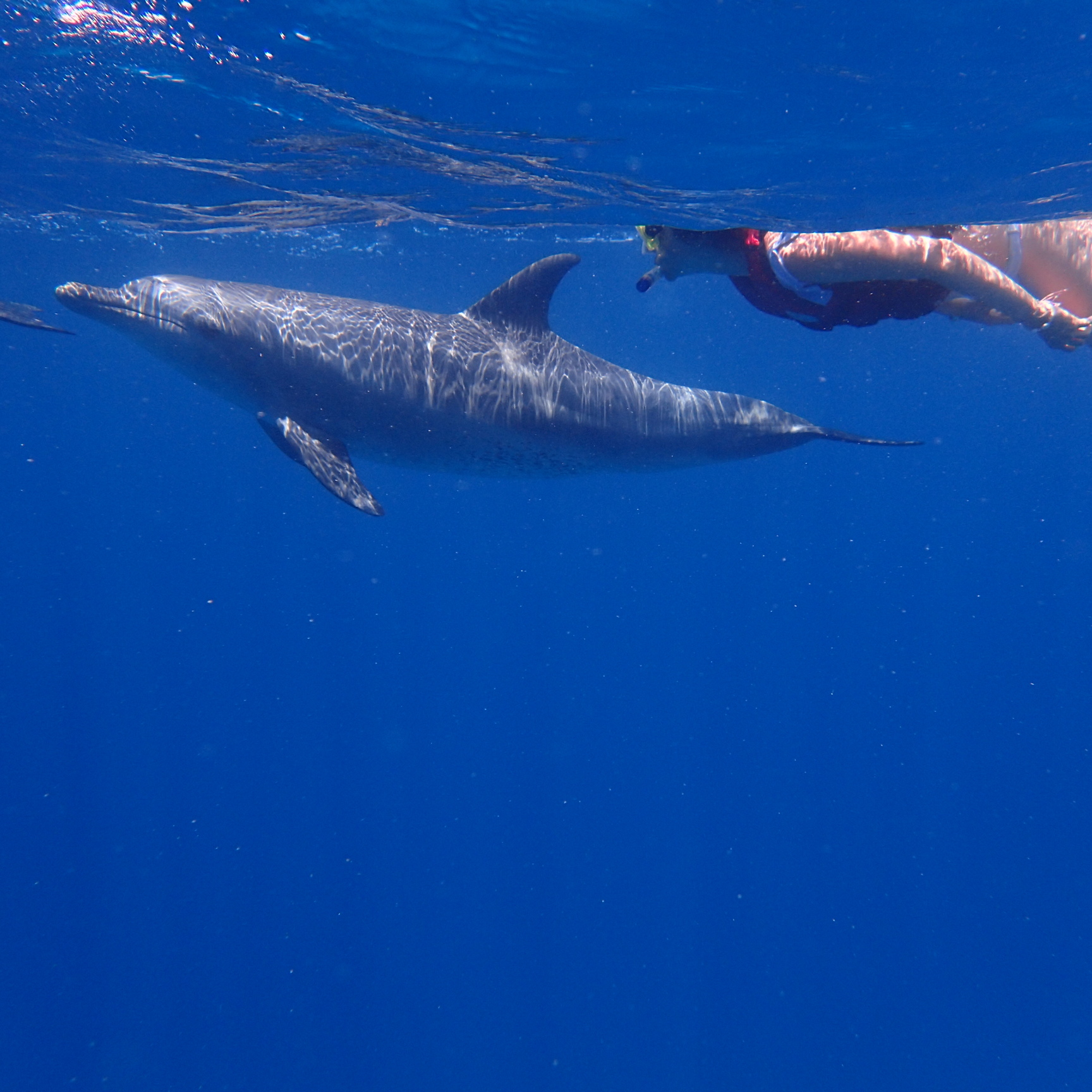 Schwimmen mit Delfinen – privater Ausflug ab Hurghada