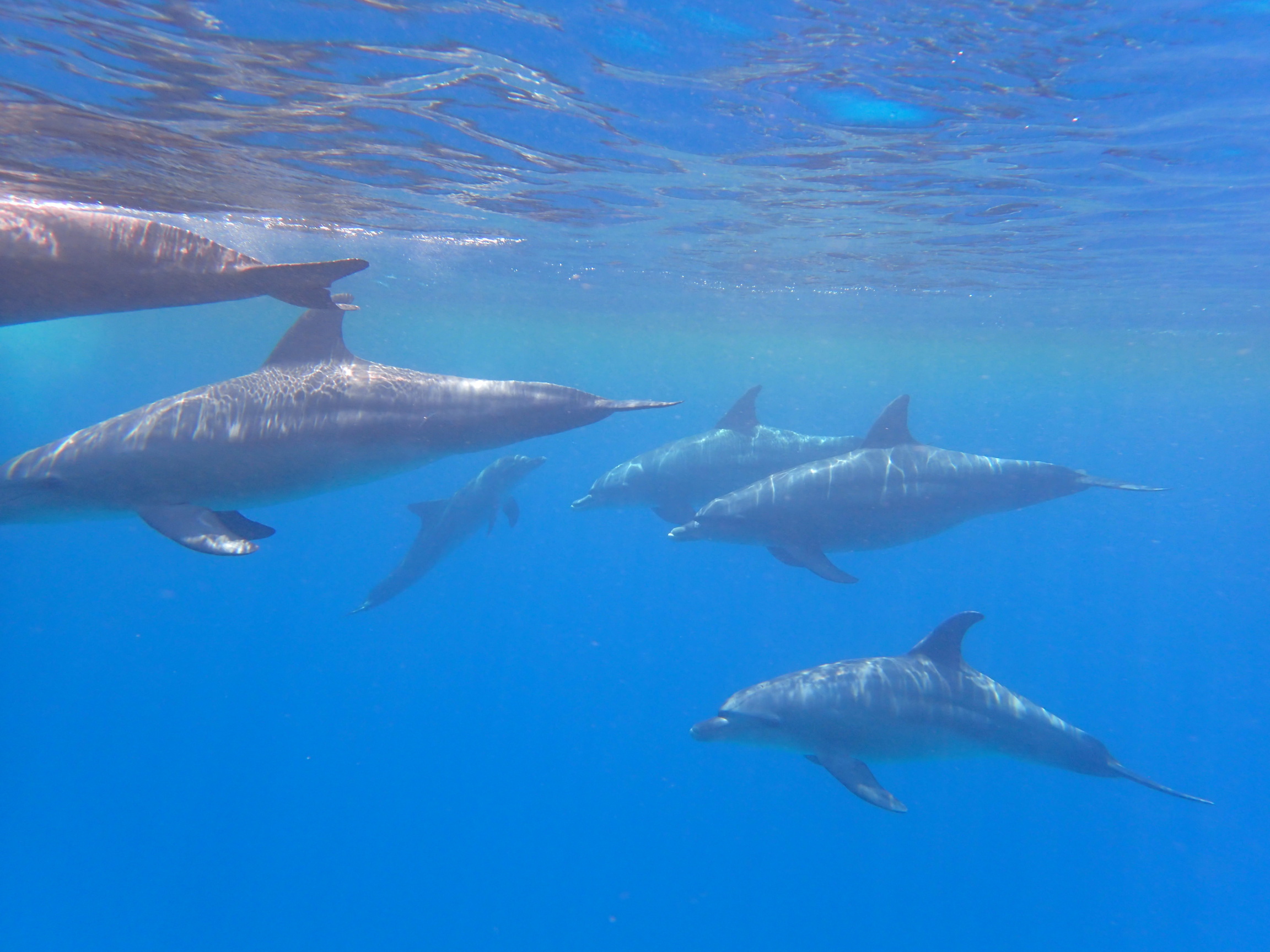 Schwimmen mit Delfinen – privater Ausflug ab Hurghada