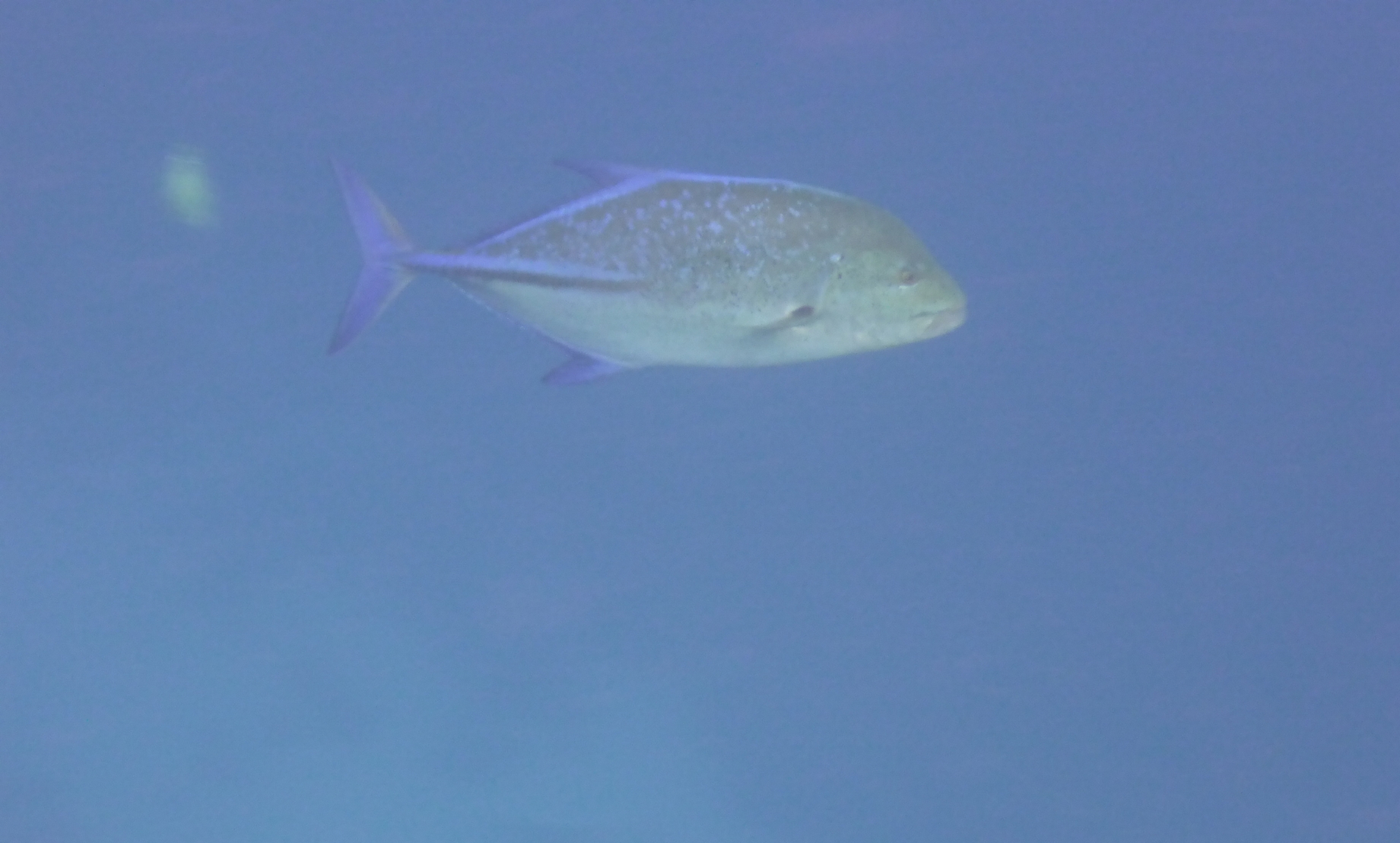 Seascope-Submarine Tour (Halb-U-Boot) von Hurghada 2 Stunden