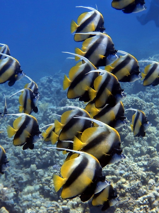 Seascope-Submarine Tour (Halb-U-Boot) von Hurghada 2 Stunden