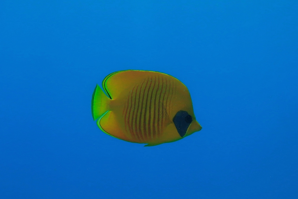 Seascope-Submarine Tour (Halb-U-Boot) von Hurghada 2 Stunden