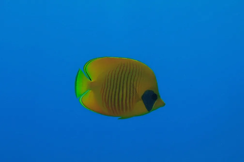 Seascope-Submarine Tour (Halb-U-Boot) von Hurghada 2 Stunden