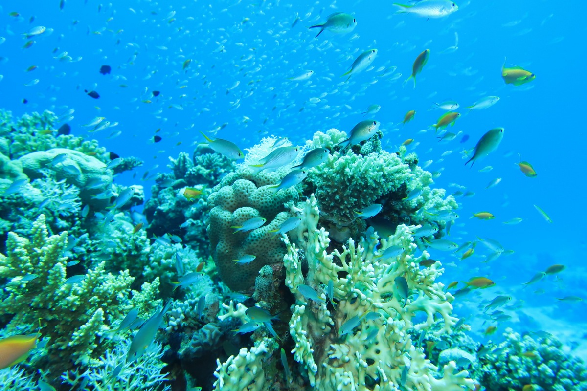 Seascope-Submarine Tour (Halb-U-Boot) von Hurghada 2 Stunden