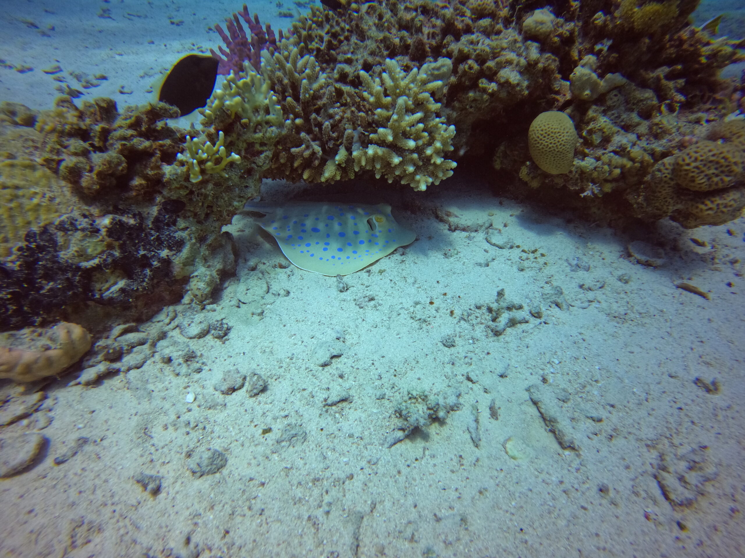 Seascope-Submarine Tour (Halb-U-Boot) von Hurghada 2 Stunden