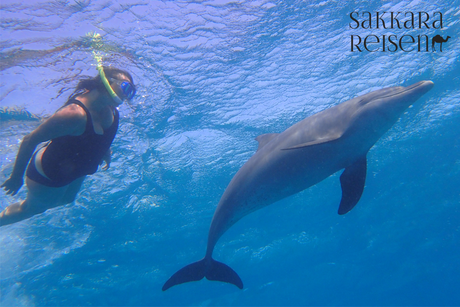 Ausflug ab Marsa Alam - Schwimmen mit Delfinen und Schnorcheln am Sataya Riff