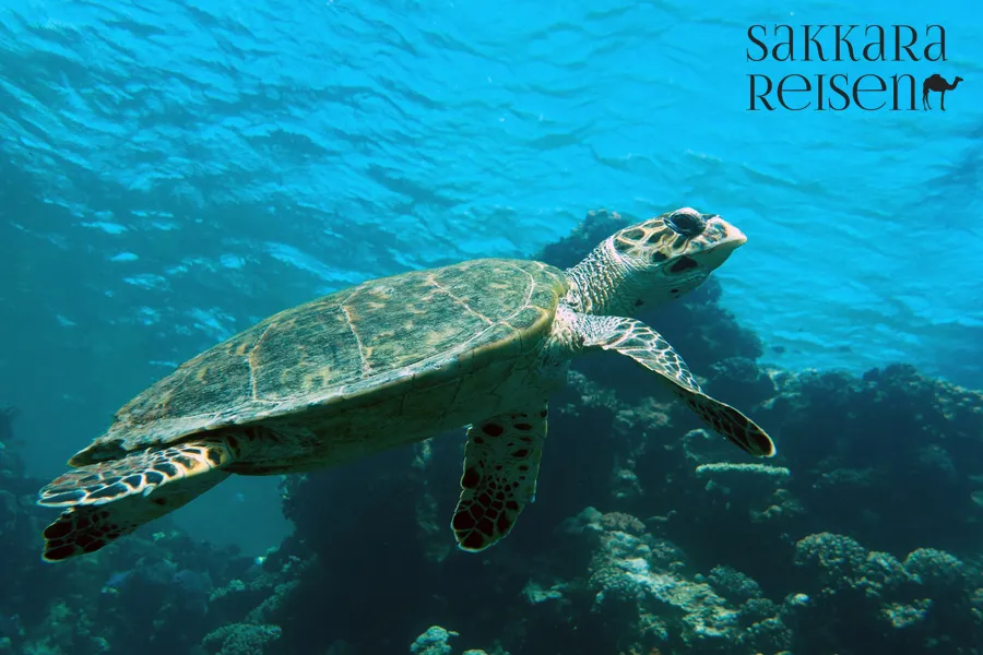 Schnorcheln mit Schildkröten und Dugong in der Marsa Mubarak Bucht -Ausflug ab Marsa Alam