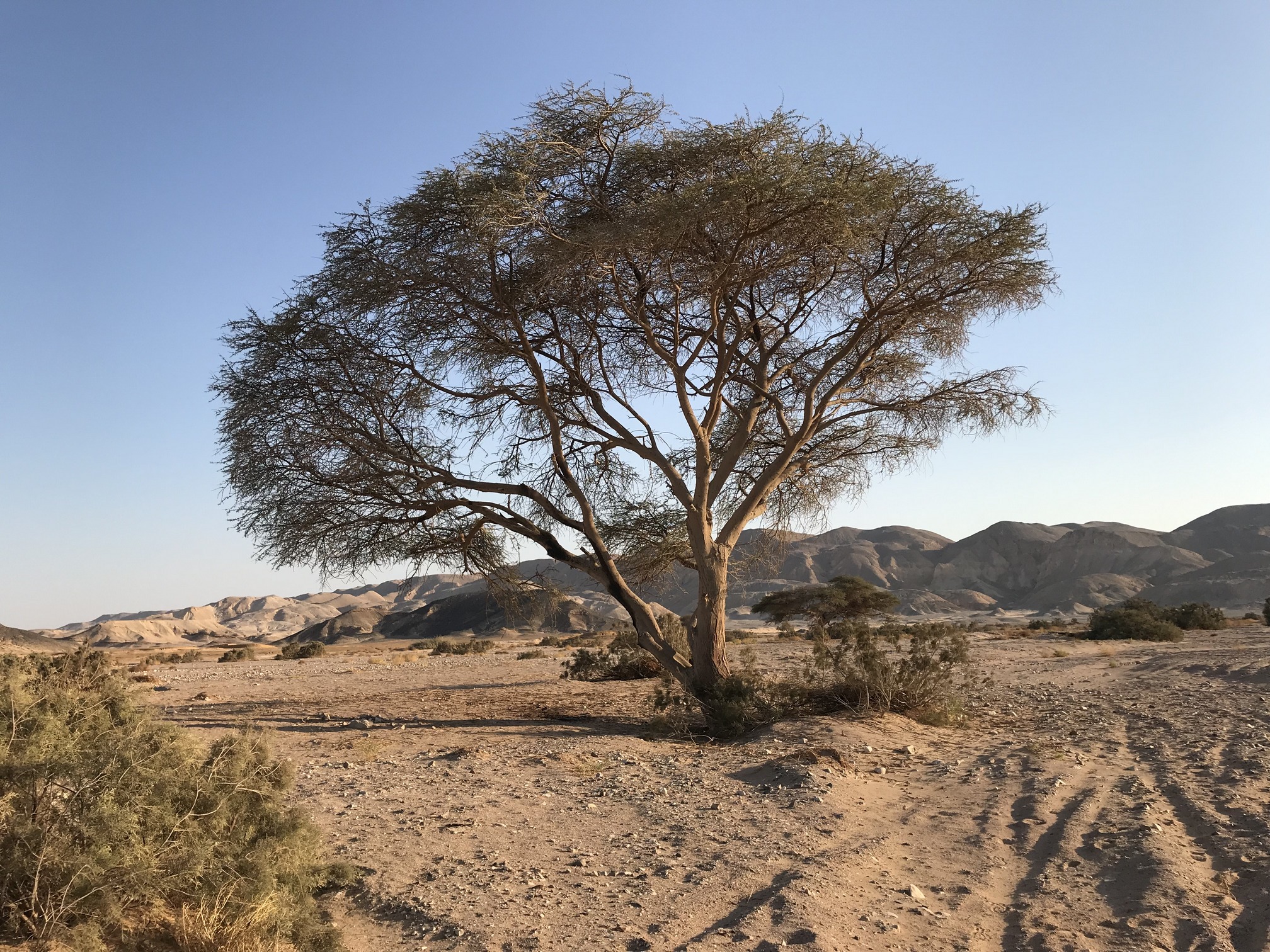 Wüstensafari, Beduinendorf, Sonnenuntergang und BBQ-Abendessen ab Hurghada