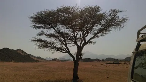 Wüstensafari, Beduinendorf, Sonnenuntergang und BBQ-Abendessen ab Hurghada