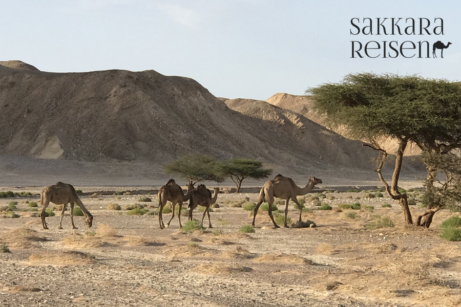 Wüstensafari und Quadfahren in der Ghost City ab Hurghada